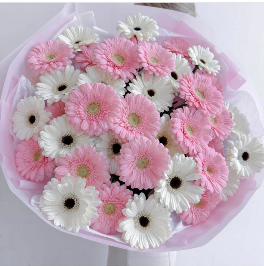 GERBERA ELEGANCE