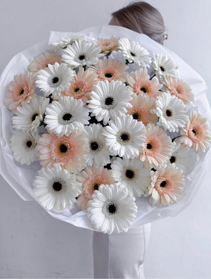 GERBERA ELEGANCE